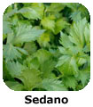 Sedano